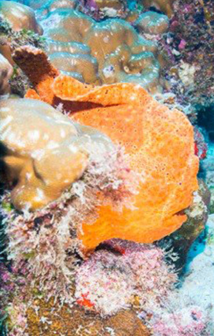 Cocos Island