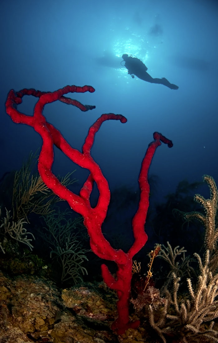 Turneffe Reef