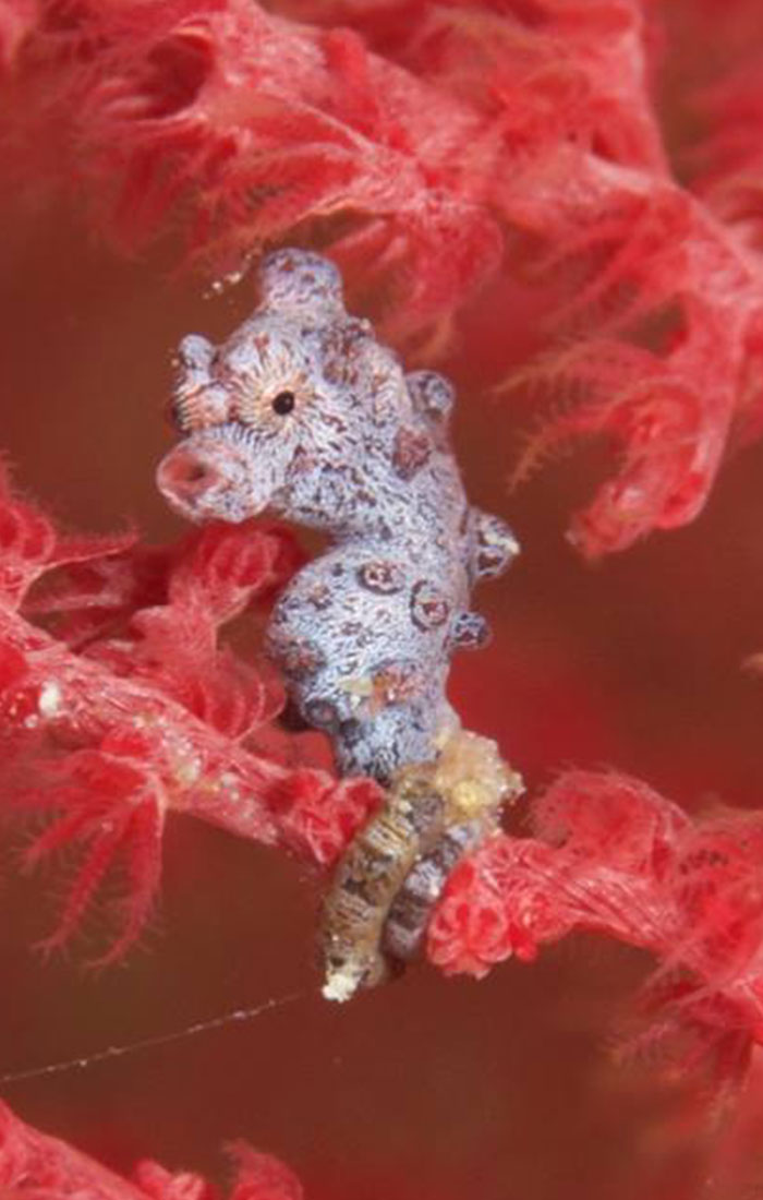 Raja Ampat
